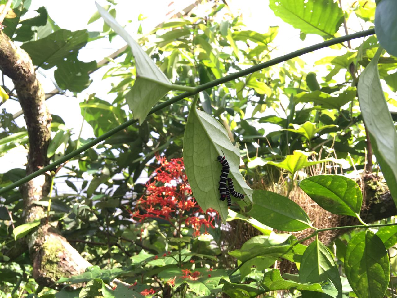 Kipandi Butterfly Park 4543