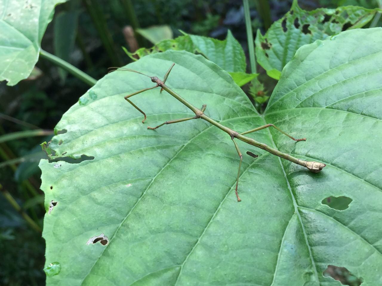 Kipandi Butterfly Park 4554