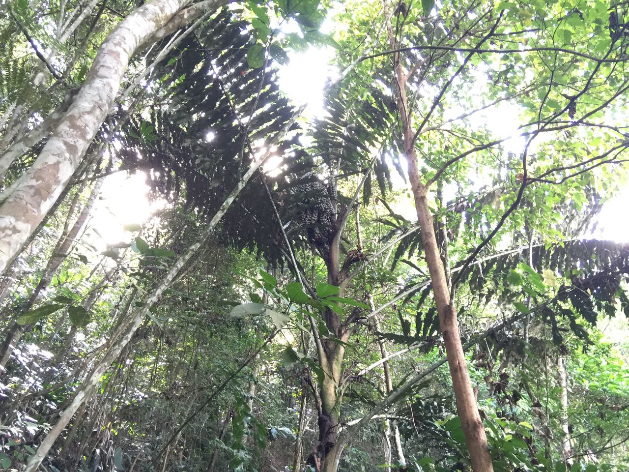 Kipandi Butterfly Park 4590