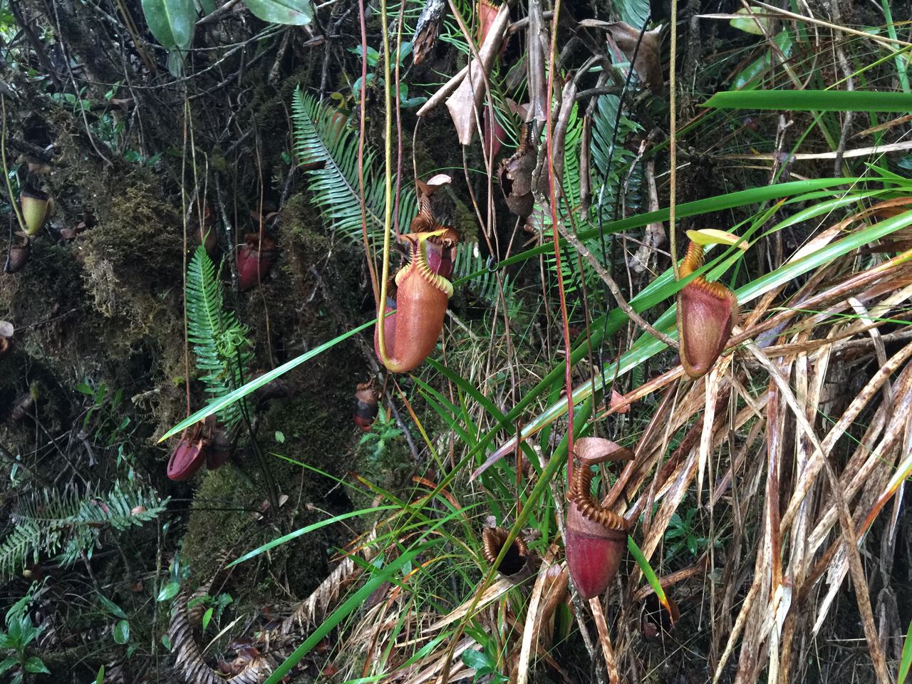 Kota Kinabalu climbing 4069