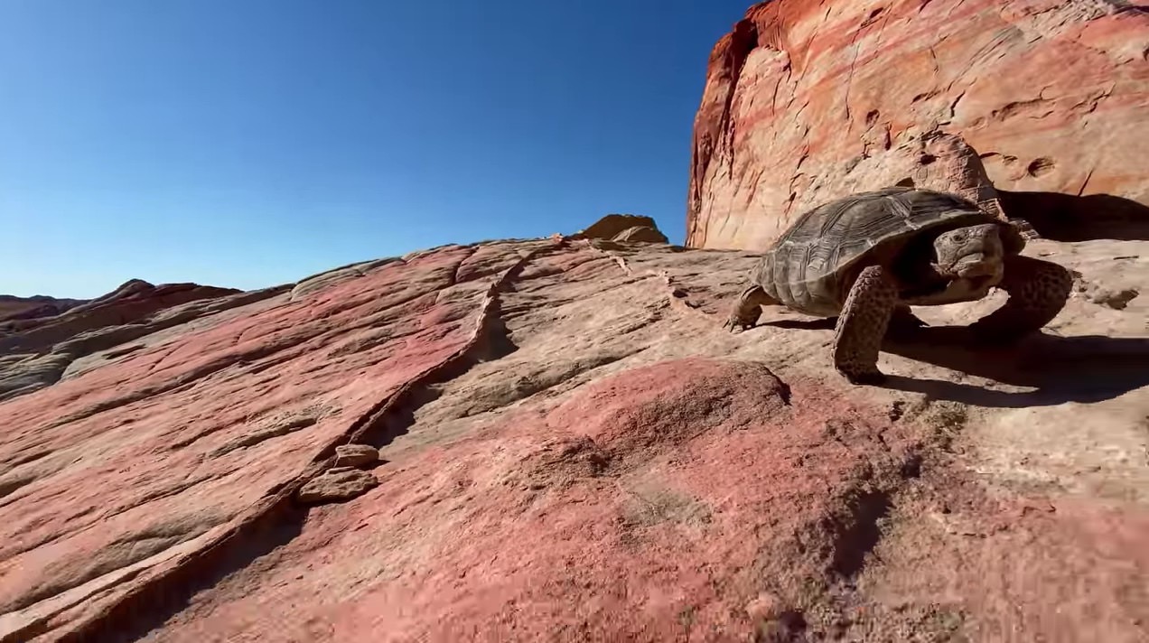 Apple、 iPhone 11 Proの超広角カメラで撮影した4K動画「A journey into the Valley of Fire」公開