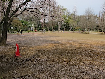 bessho_sakura_201004_1567.JPG