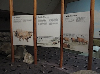 buffalo_jump_6551.JPG