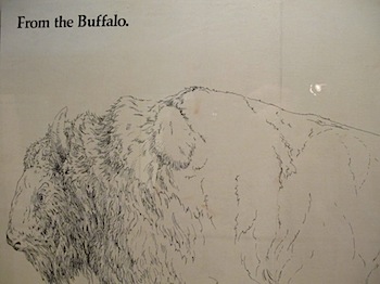 buffalo_jump_6560.JPG