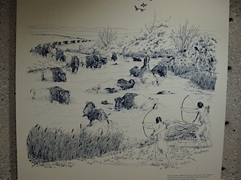 buffalo_jump_6568.JPG