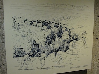 buffalo_jump_6569.JPG