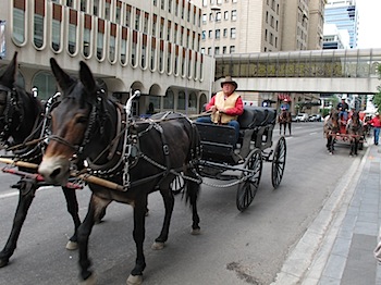 calgary_stampede_6671.JPG