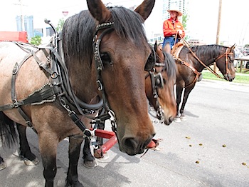 calgary_stampede_6703.JPG