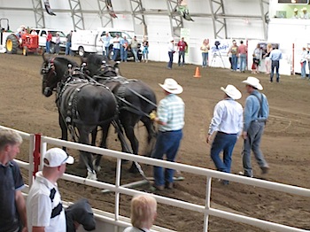 calgary_stampede_7017.JPG