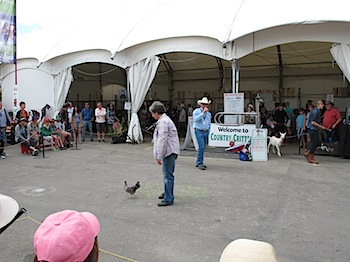 calgary_stampede_7018.JPG