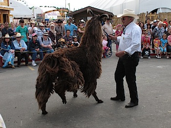 calgary_stampede_7030.JPG