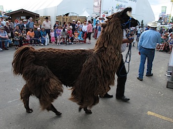 calgary_stampede_7031.JPG