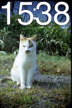 cat_too_much_01865.PNG