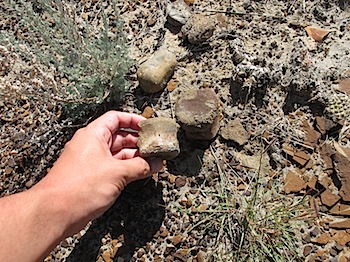 dinosaur_provincial_park_6269.JPG