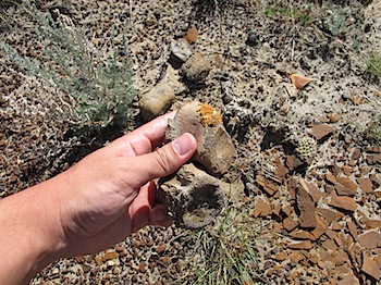 dinosaur_provincial_park_6270.JPG