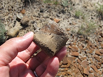 dinosaur_provincial_park_6272.JPG