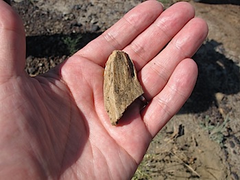 dinosaur_provincial_park_6279.JPG