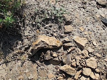 dinosaur_provincial_park_6281.JPG