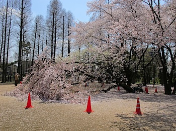 sakura_bessho_201004_1519.JPG