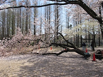 sakura_bessho_201004_1520.JPG