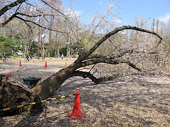 sakura_bessho_201004_1525.JPG