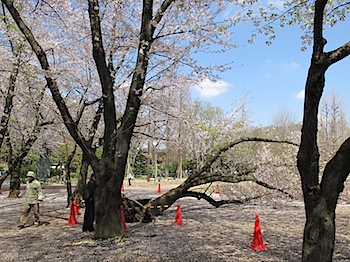 sakura_bessho_201004_1527.JPG