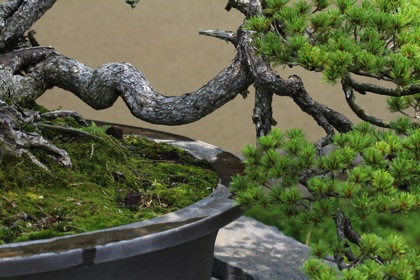 Bonsai 0133