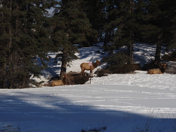 Canada banff a 0173