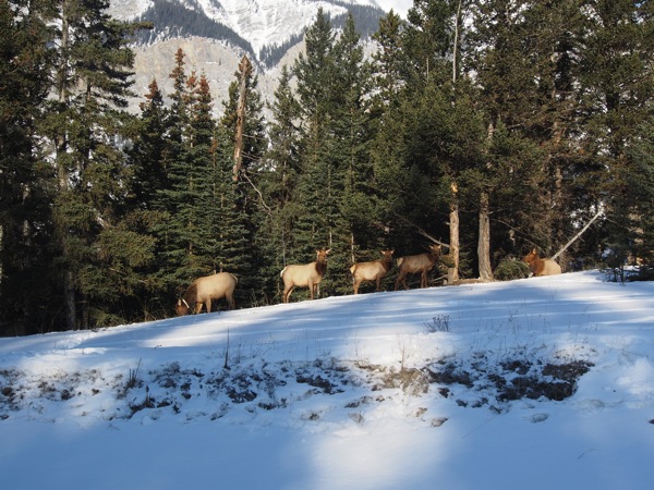 Canada banff a 0176