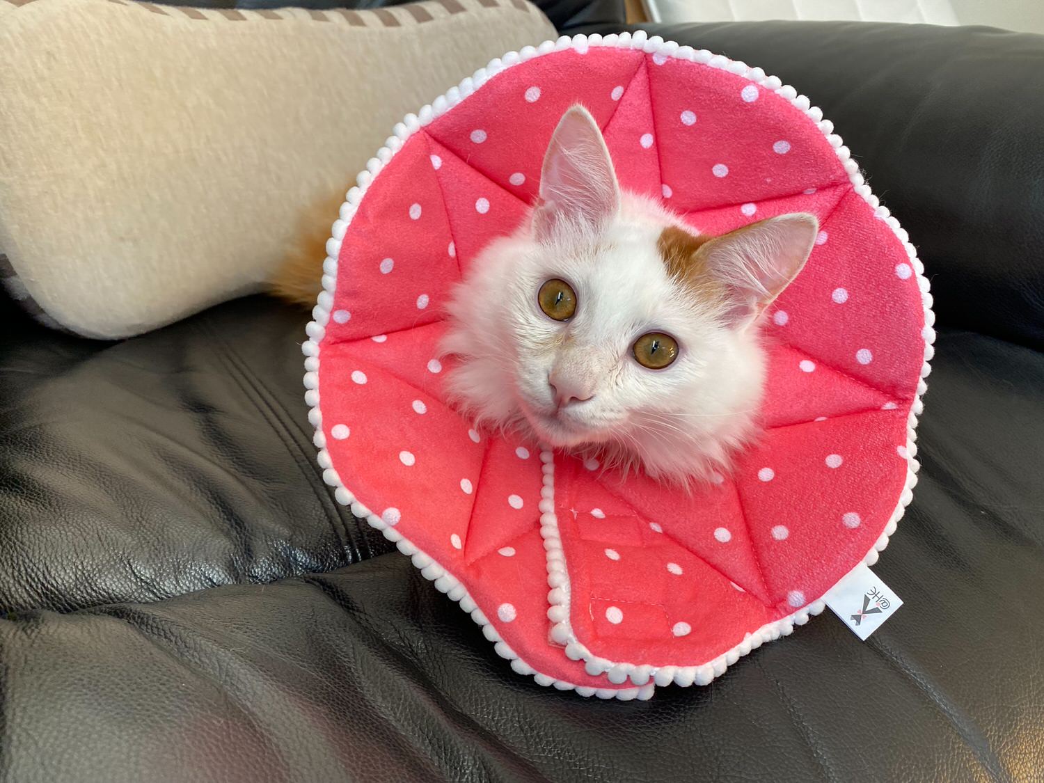 Elizabethan collar 17001