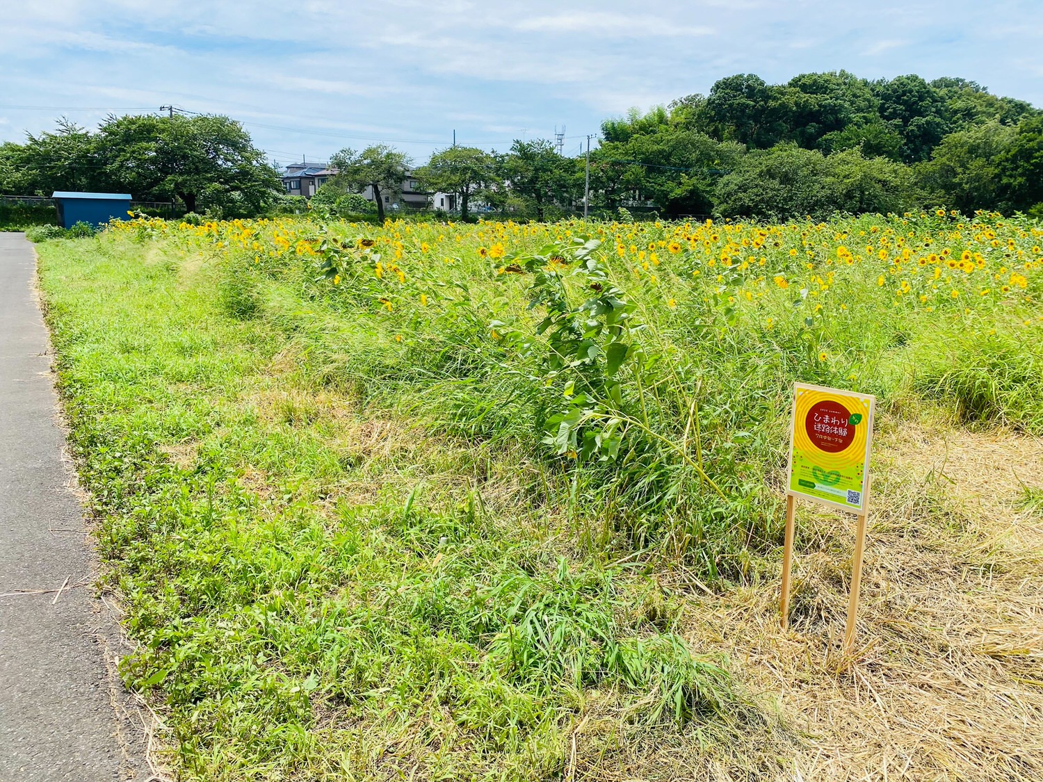 浦和 ひまわり 迷路 20015