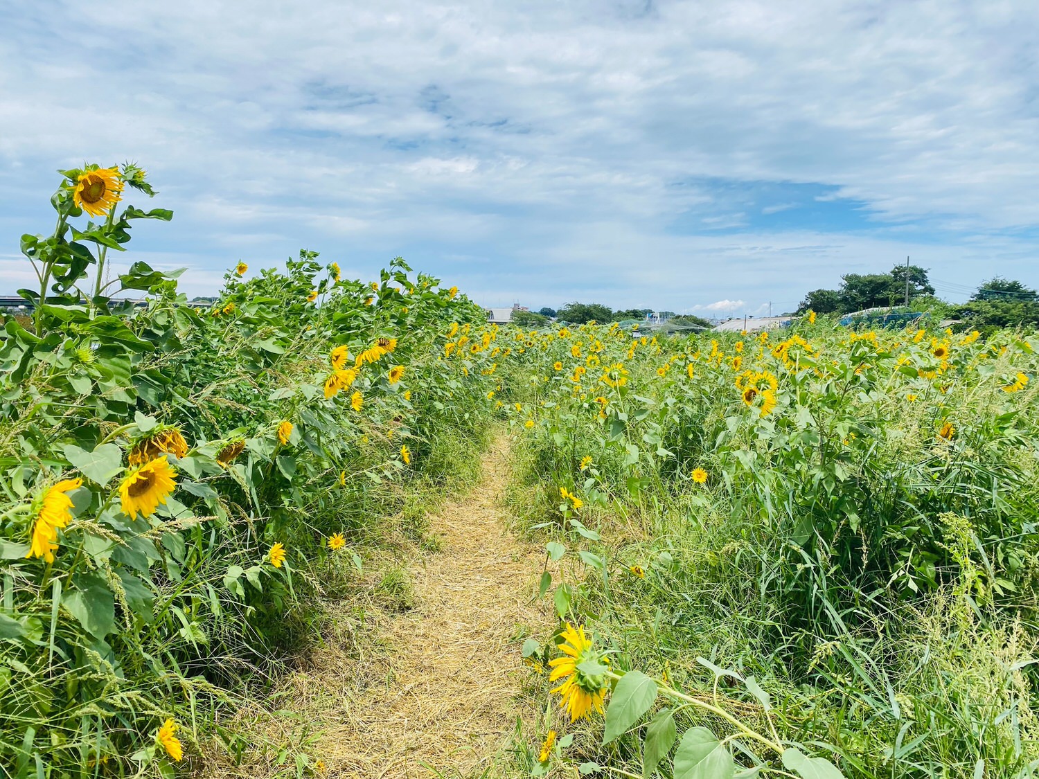 浦和 ひまわり 迷路 20022